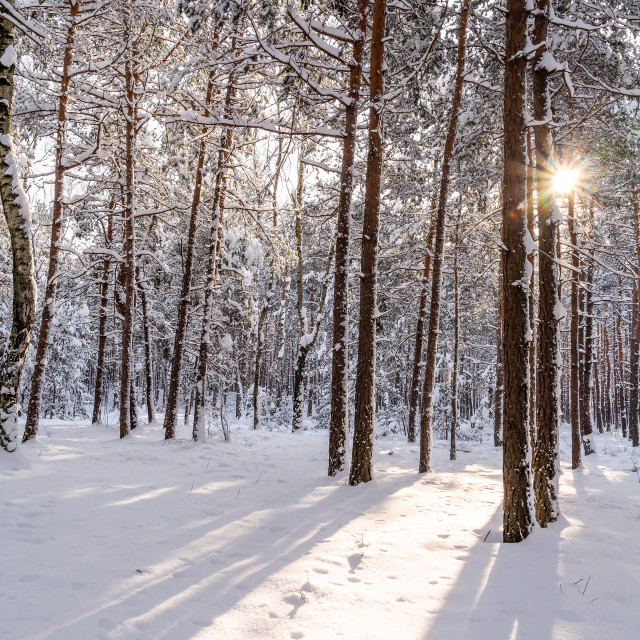 "Pine forest in winter (Poland)" stock image