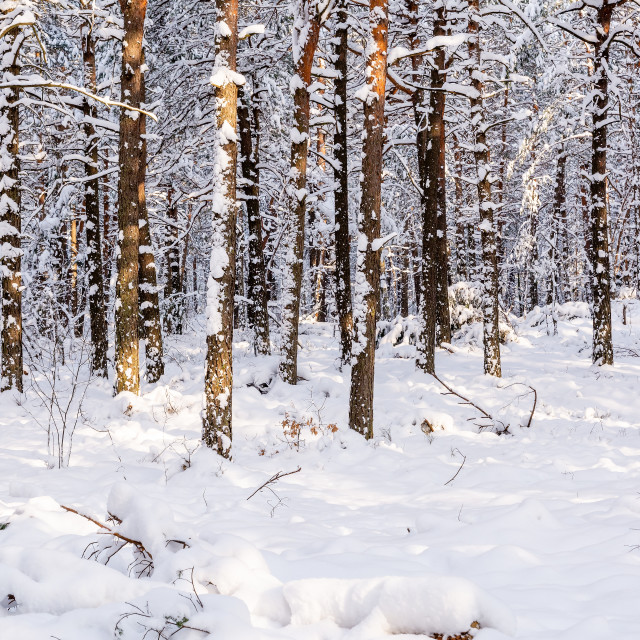 "Pine forest in winter (Poland)" stock image