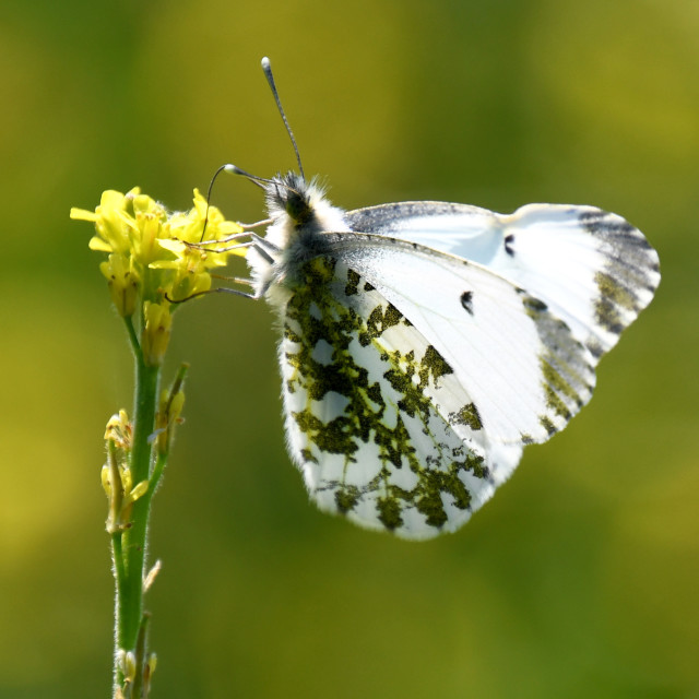 "Female Orange Tip #2" stock image