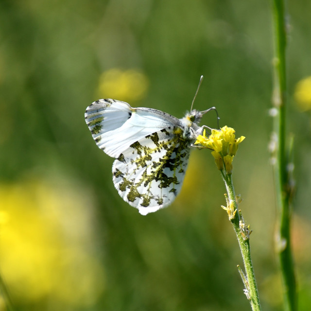 "Female Orange Tip # 1" stock image