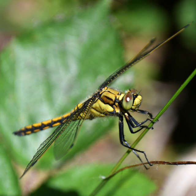 "Female Southern Hawker" stock image