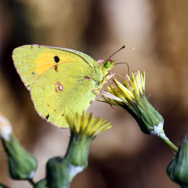"Clouded Yellow" by Len Howell - $25.28 "Clouded Yellow" stock image