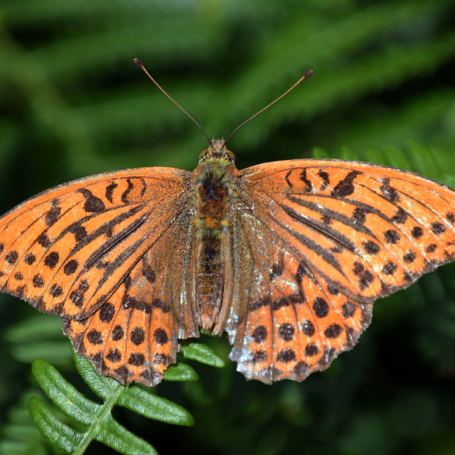 "Silver Washed Fritillary" stock image