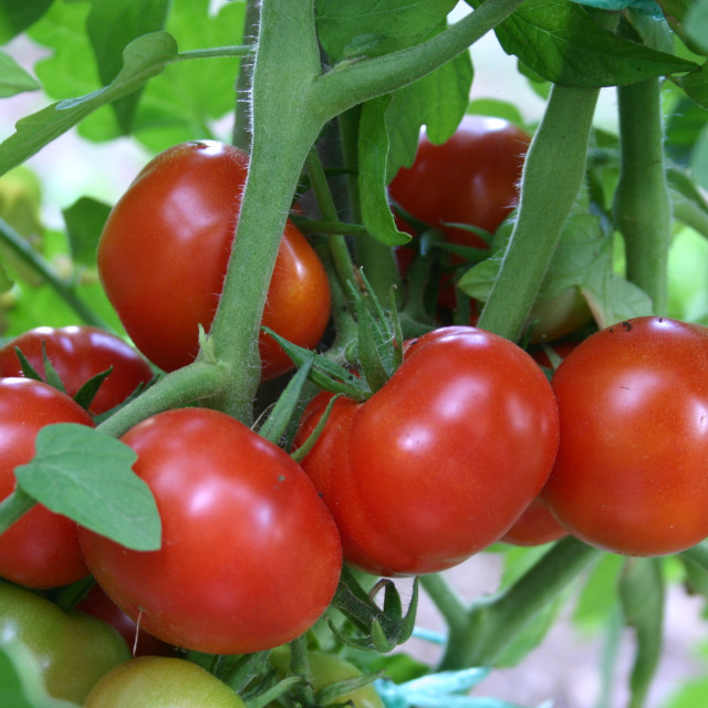 "Ripe summer tomatoes" by Nature2Cool Photography - $12.20 "Ripe summer tomatoes" stock image