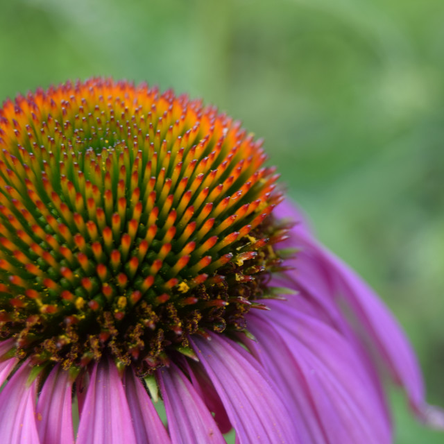 Echinacea Head License, download or print for £10.00 Photos Picfair