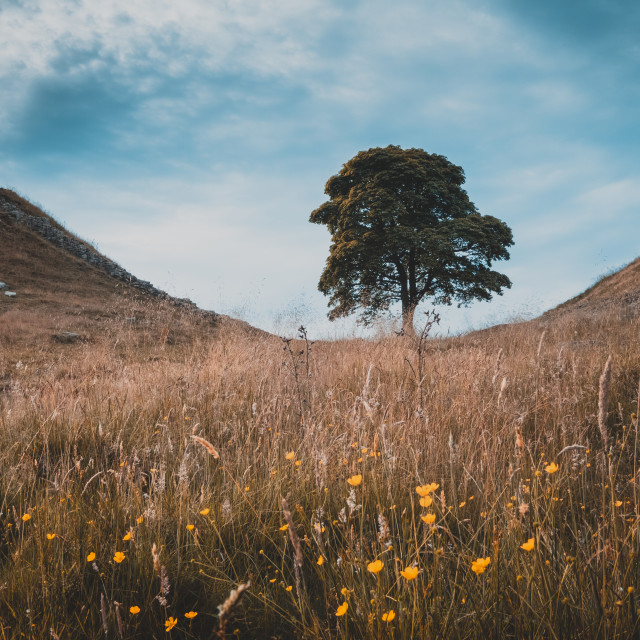 "A summer evening at Sycamore Gap, Hadrian's Wall, Northumberland" stock image