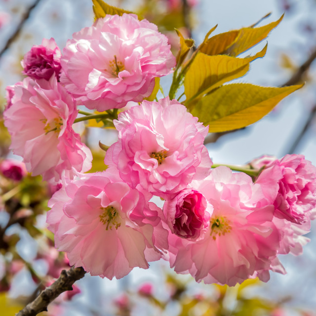 "Close up of pink cherry blossom {Prunus}." stock image