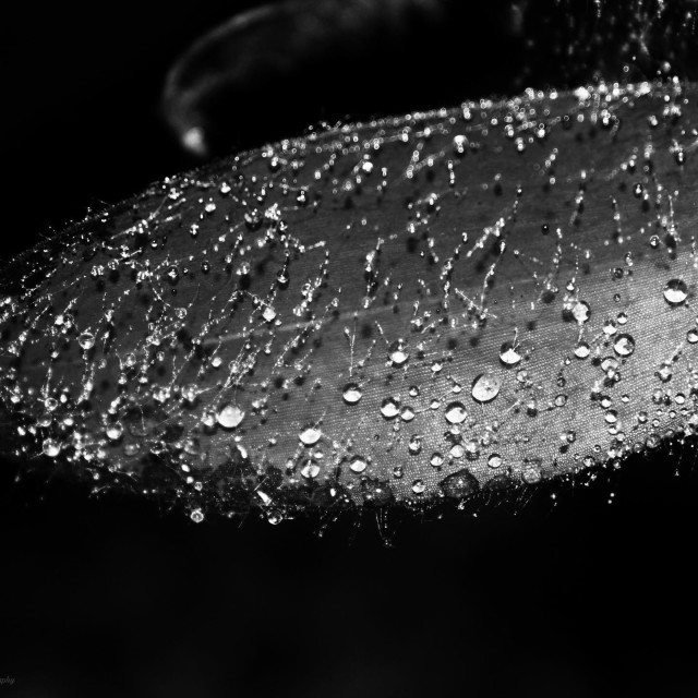 "Rain drops" stock image