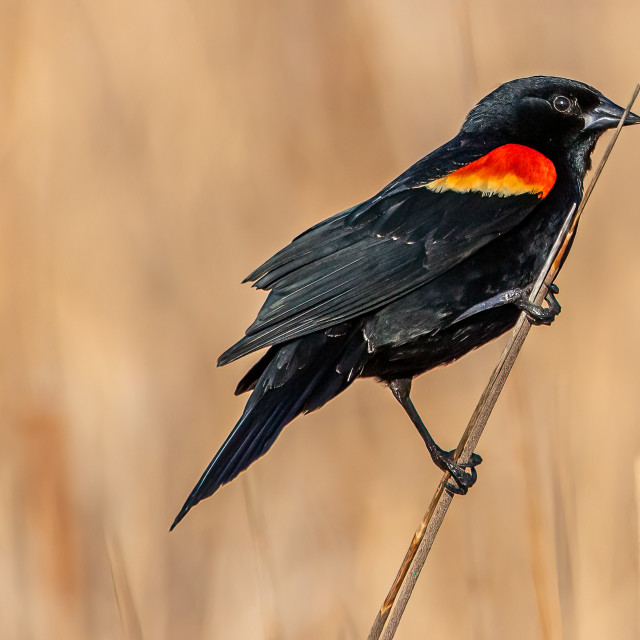 "Red-Winged Blackbird" stock image