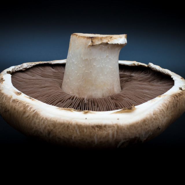"Mushroom Captured" by Mark Fox - £21.00 "Mushroom Captured" stock image