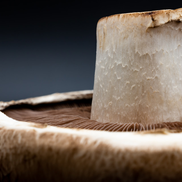 "Mushroom Up Close" by Mark Fox - £21.00 "Mushroom Up Close" stock image