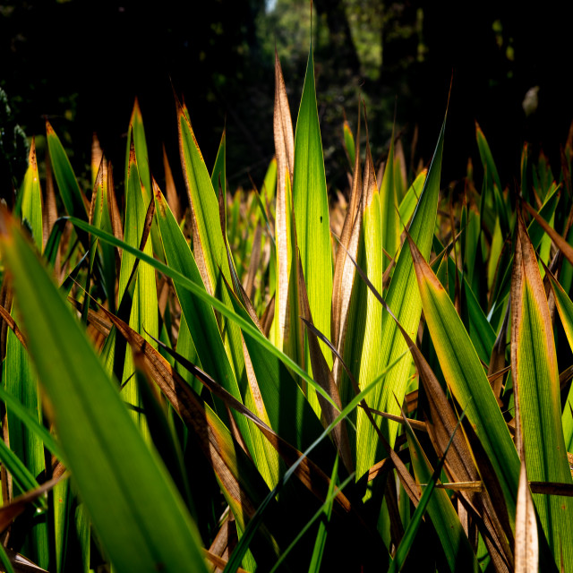 "Filtered Green" by Mark Fox - £21.00 "Filtered Green" stock image