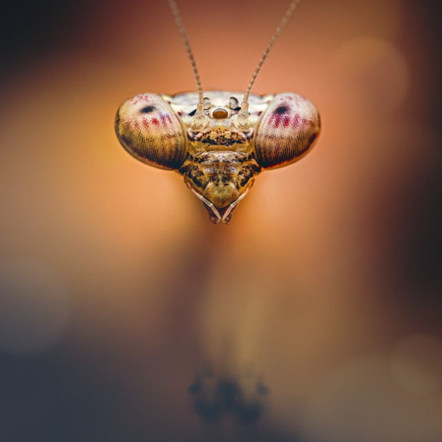 "Closeup of a mantis" stock image