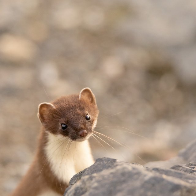 "Alaskan Ermine" stock image