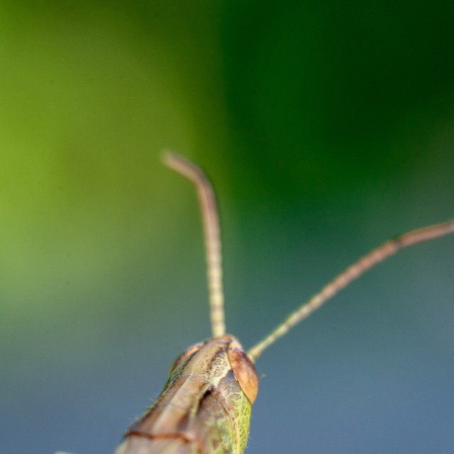 "Meadow Cricket (Pseudochorthippus parallelus)" stock image