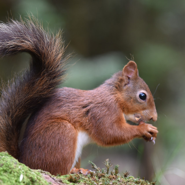 "RED SQUIRREL - SNAIZEHOLME, NORTH YORKSHIRE" stock image