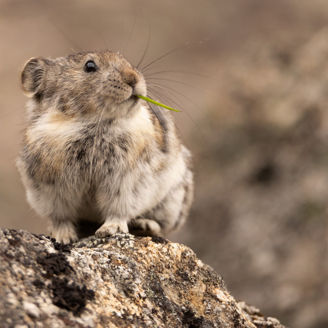 "Collared Pika" stock image