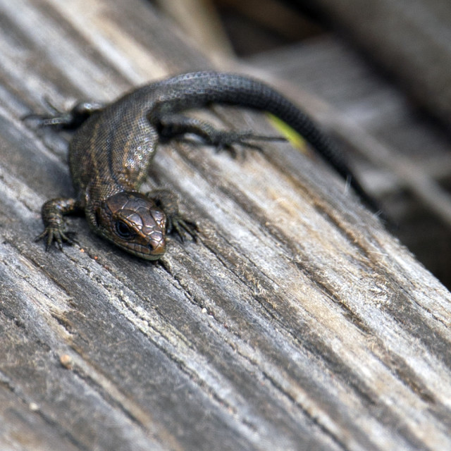 "A Common Lizard, Handa Island, Scottish Highlands" by John McGowan - £10.00 "A Common Lizard, Handa Island, Scottish Highlands" stock image
