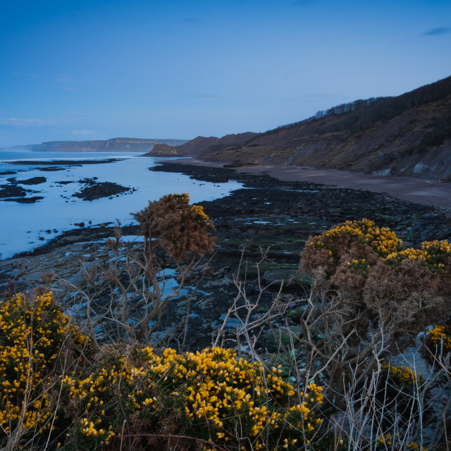 "Wild gorse and Blue Hour at Cornelian Bay, North Yorkshire" stock image