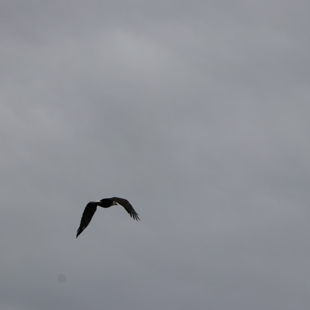 "Flying eagle" stock image