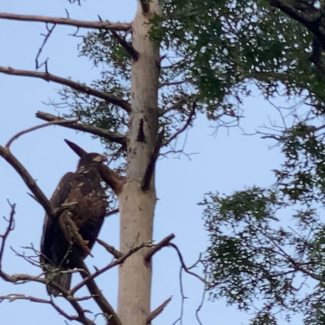 "Juvenile Bald Eagle" stock image