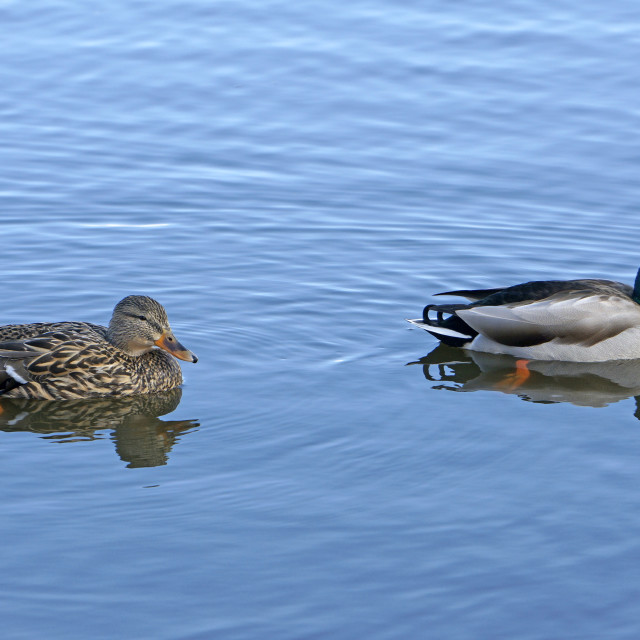 "Pair of Mallard ducks" stock image