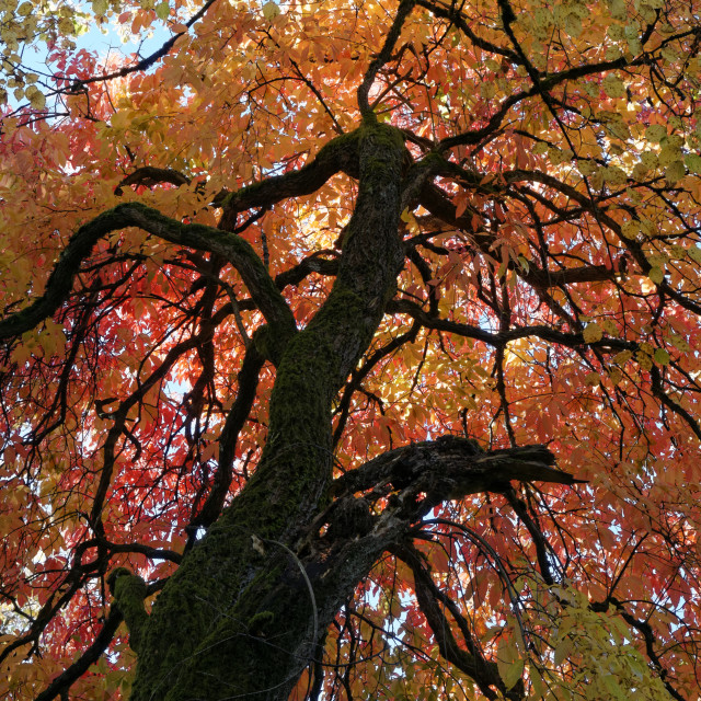 "Trunk pf a big leaf lindon tree" stock image