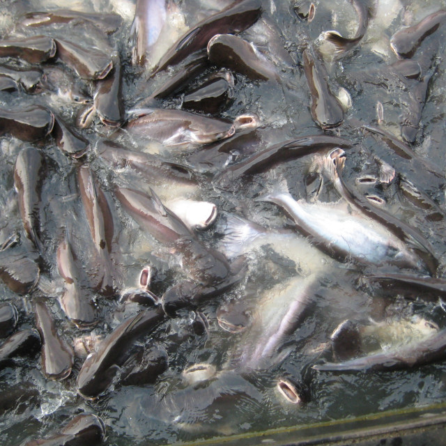 "Ayutthaya Catfish" stock image