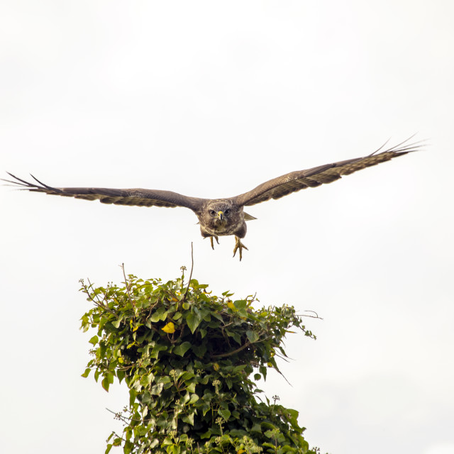 "Buzzard Flying (Buteo Buteo)" by Bobb Strongman - £20.00 "Buzzard Flying (Buteo Buteo)" stock image