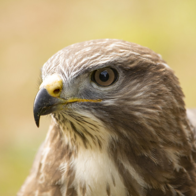 "Buzzard (Buteo Buteo)" by Bobb Strongman - £20.00 "Buzzard (Buteo Buteo)" stock image