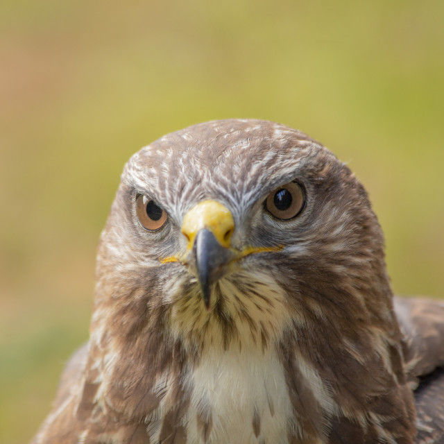 "Buzzard (Buteo Buteo)" by Bobb Strongman - £20.00 "Buzzard (Buteo Buteo)" stock image