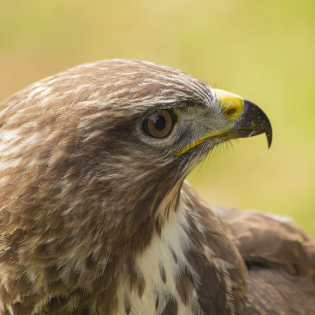 "Buzzard (Buteo Buteo)" by Bobb Strongman - £20.00 "Buzzard (Buteo Buteo)" stock image