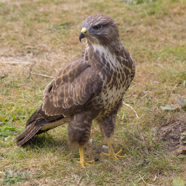 "Buzzard (Buteo Buteo)" by Bobb Strongman - £20.00 "Buzzard (Buteo Buteo)" stock image