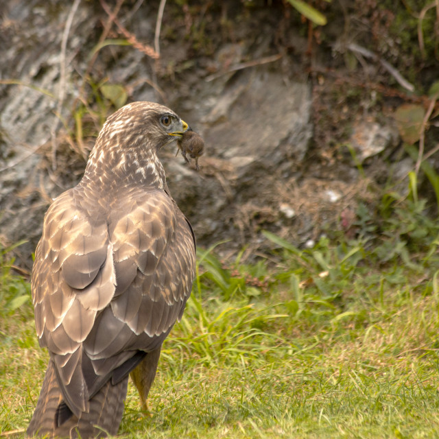 "Buzzard (Buteo Buteo) with Vole" by Bobb Strongman - £20.00 "Buzzard (Buteo Buteo) with Vole" stock image