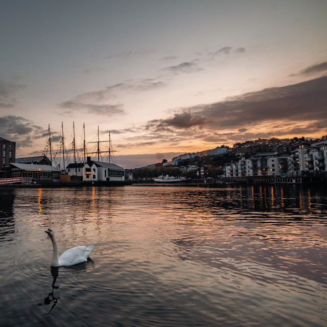 "Bristol Swan" by Pete Griffiths - £10.00 "Bristol Swan" stock image