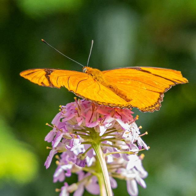 "Butterfly on a flower." stock image
