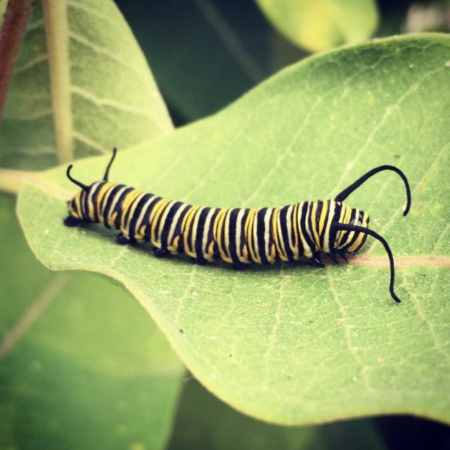 "Hungry Caterpillar" stock image
