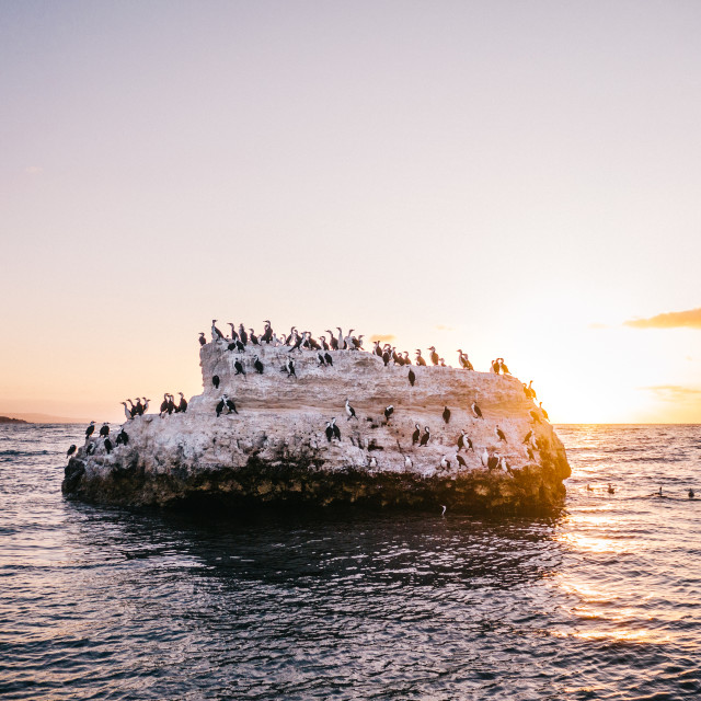 "Bird island" stock image