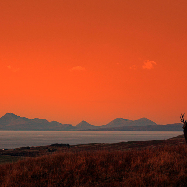 "Highland Stag, Gazing Towards Muck, Eeigg and Rum" by John McGowan - £15.00 "Highland Stag, Gazing Towards Muck, Eeigg and Rum" stock image