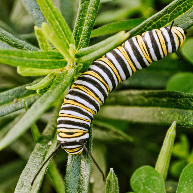 "Monarch caterpillar on a milkweed plant." stock image
