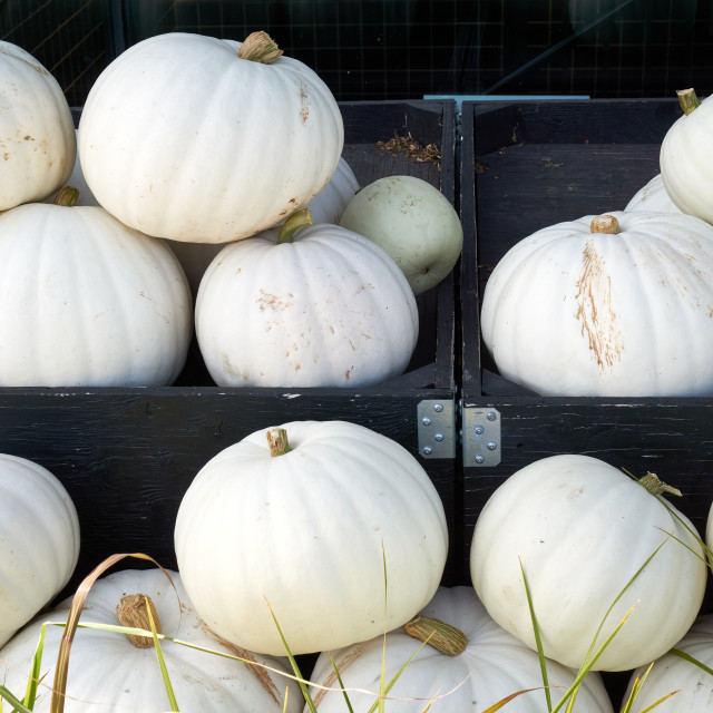 "Piles of white pumpkins" stock image