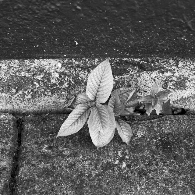 "New spring shoots in city sidewalk" stock image