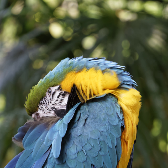 "Sleeping blue and gold macaw" stock image