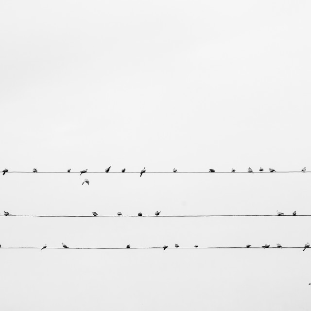 "Birds in a cable" by Expvisual Filmmaking and Photography SAS de CV - $3.62 "Birds in a cable" stock image