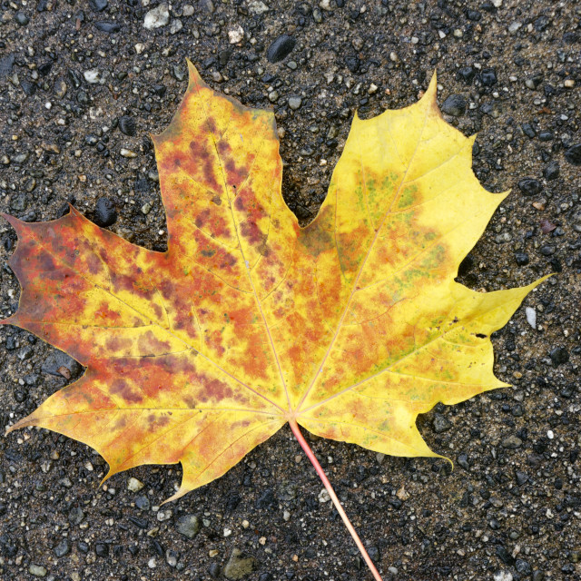 "Fallen maple leaf" stock image