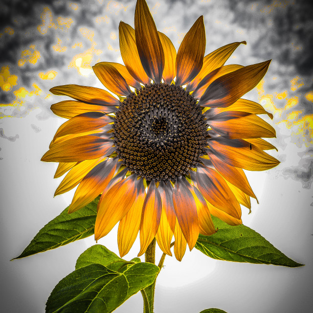 "Sunflower fire" stock image