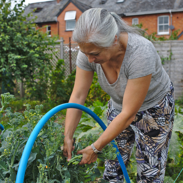 "Growing own food at allotment" stock image
