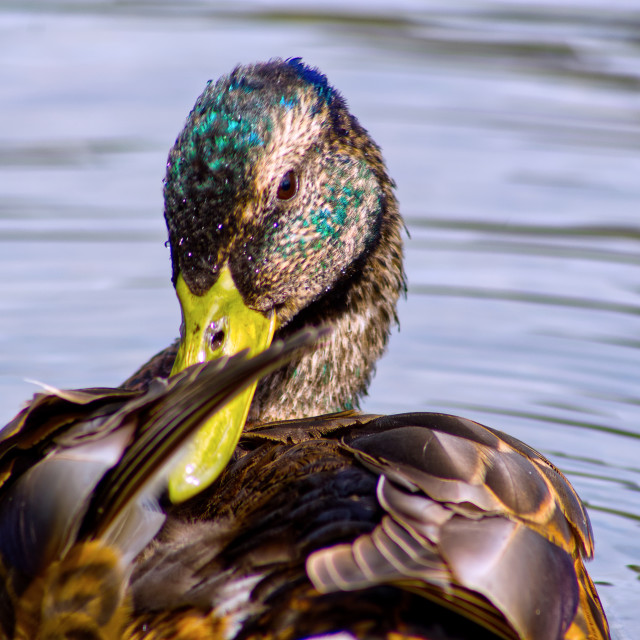 "Wet Feathers" stock image