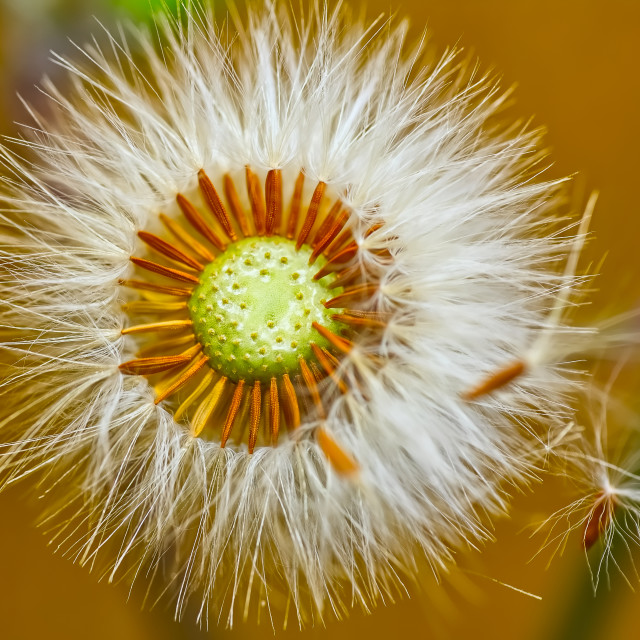 "Make A Wish." stock image