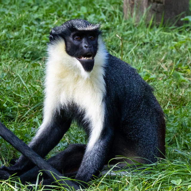 "Diana Monkey" by Neal Smith Photography - £10.00 "Diana Monkey" stock image
